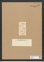 Plagiogramma robertianum Grev. (de-Toni-Nr.: Genus 83, Species 2901) Zeichnungen Sammlung Grunow Nr. 5892 (NHMW-BOT-W0374346)